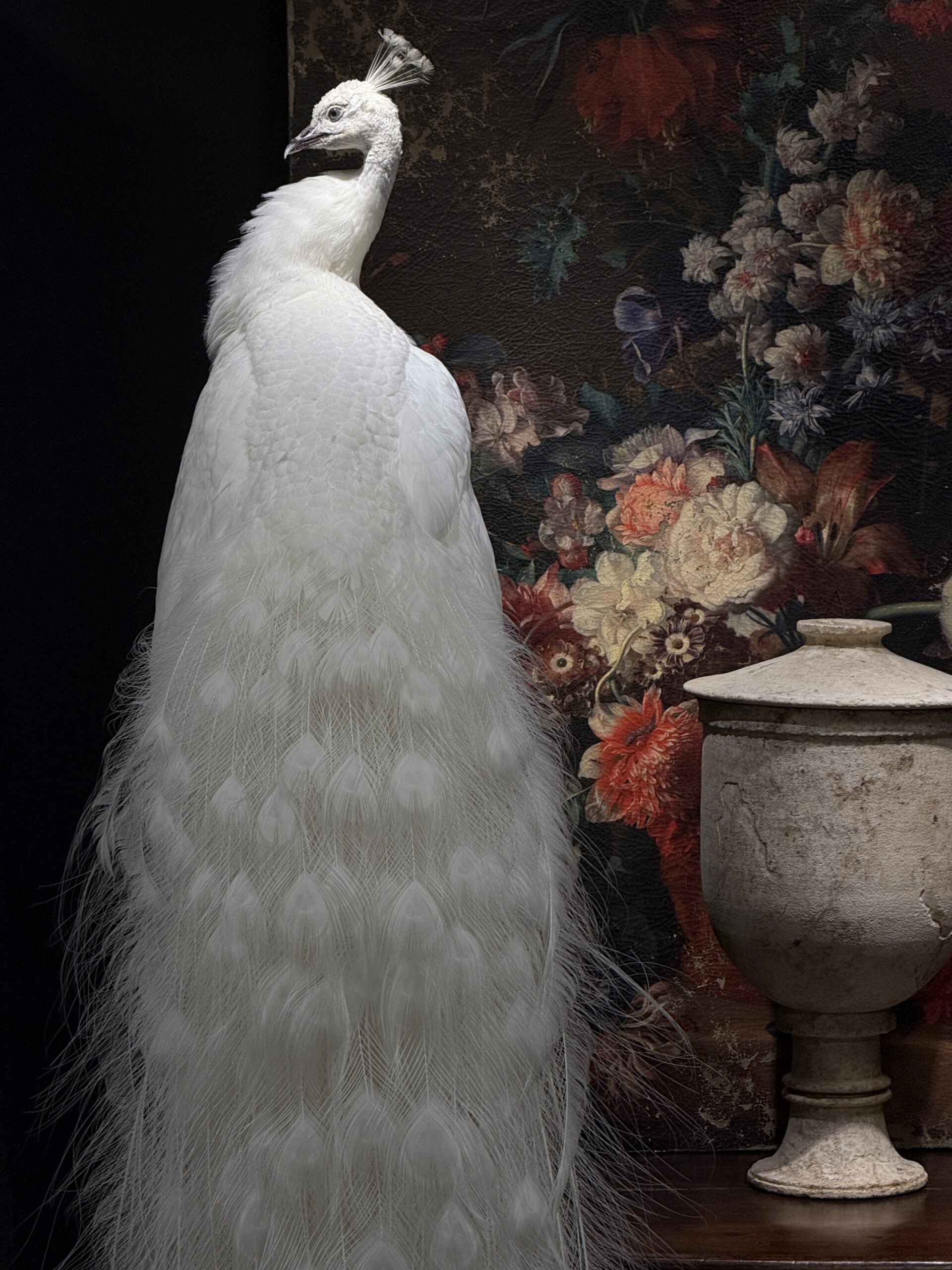 Opgezette witte pauw Opgezette witte pauw