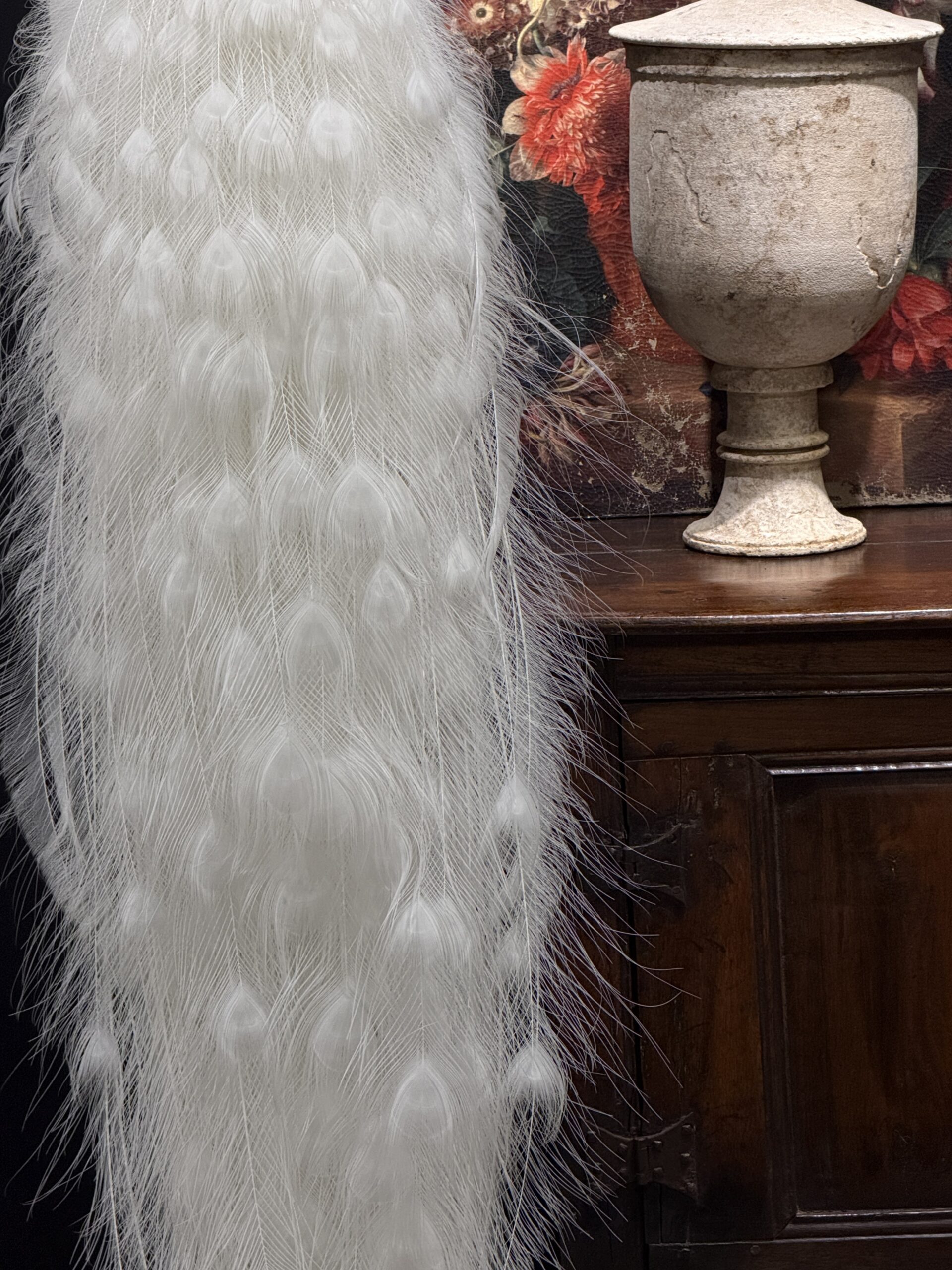 Opgezette witte pauw Opgezette witte pauw