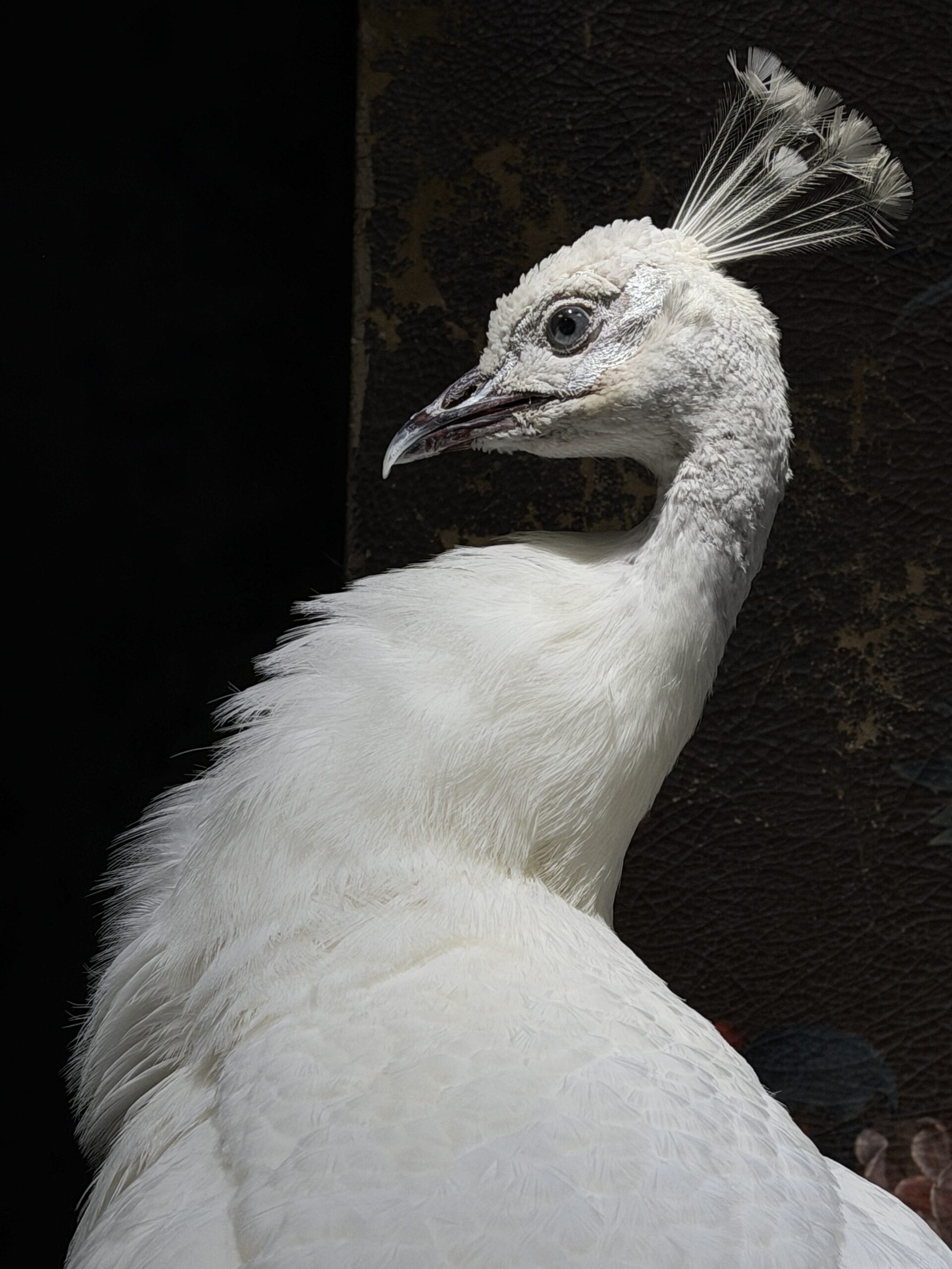 Opgezette witte pauw Opgezette witte pauw