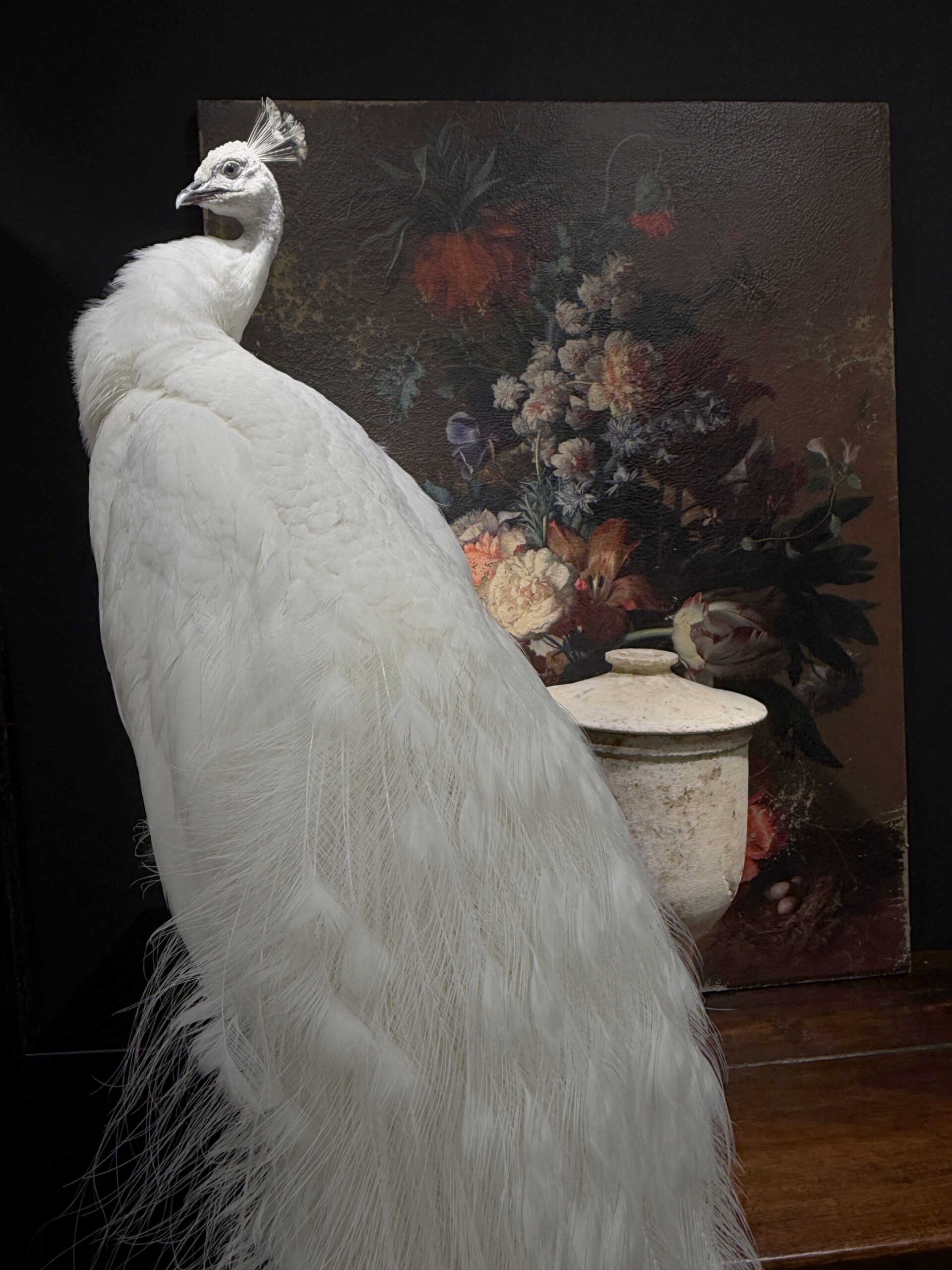 Opgezette witte pauw Opgezette witte pauw