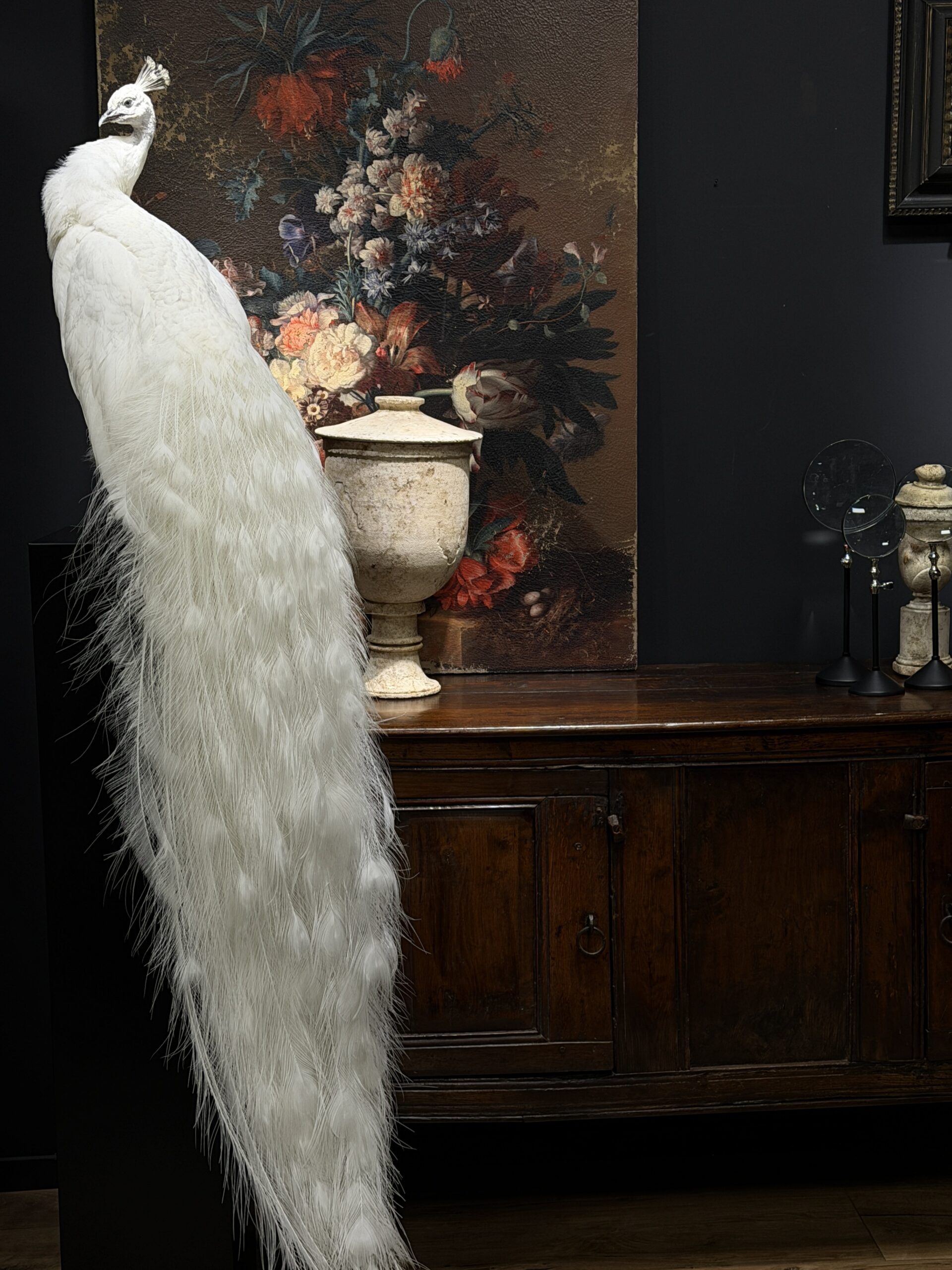 Opgezette witte pauw Opgezette witte pauw