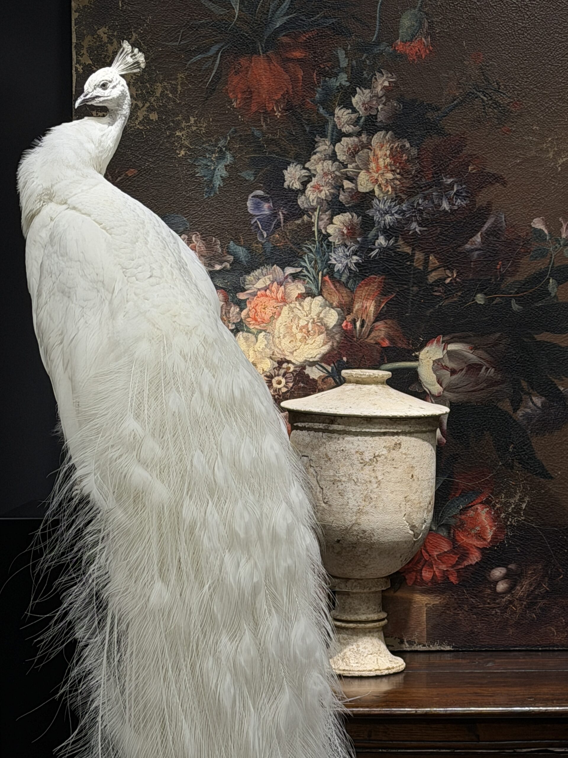 Opgezette witte pauw Opgezette witte pauw