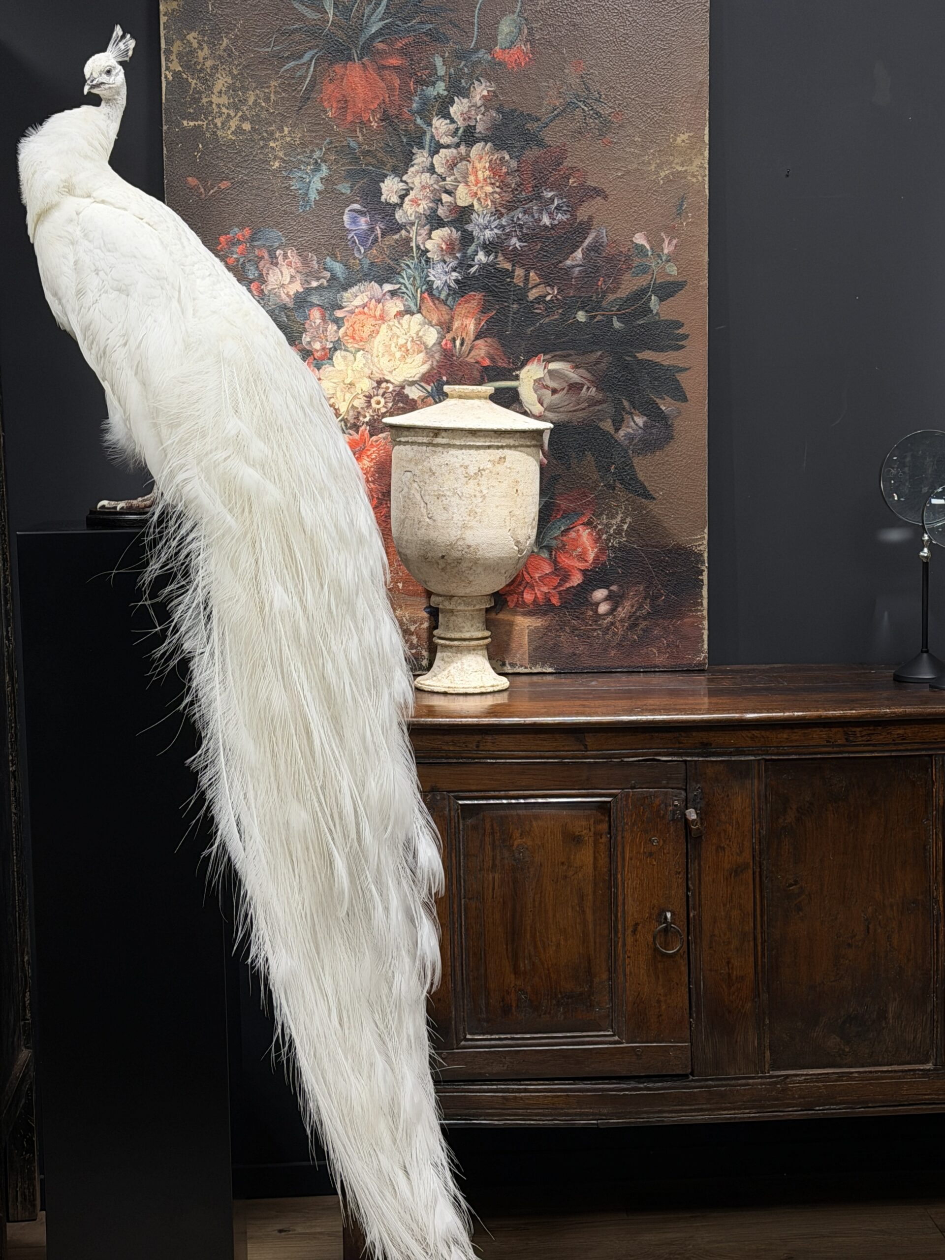 Opgezette witte pauw Opgezette witte pauw