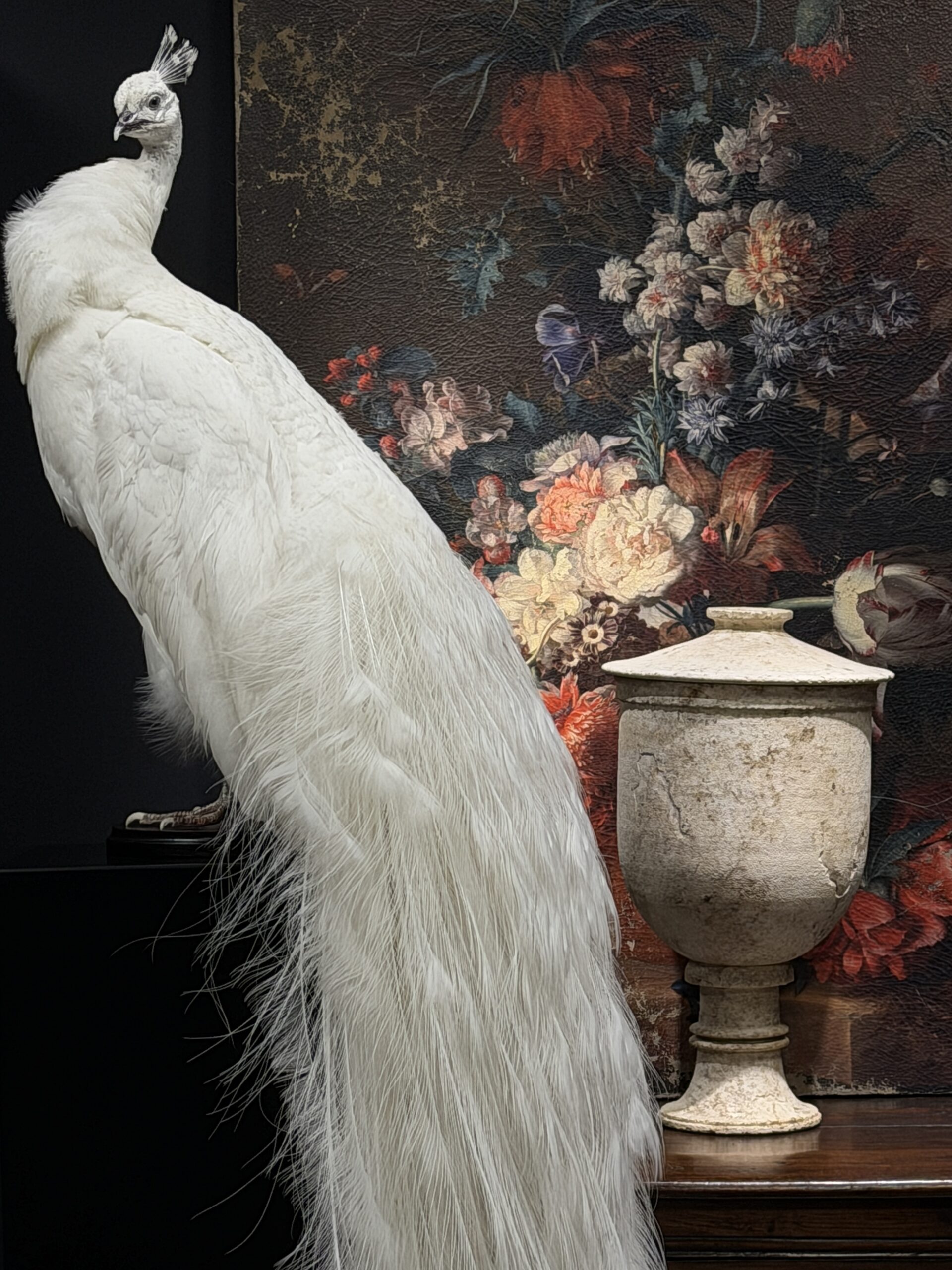 Opgezette witte pauw Opgezette witte pauw