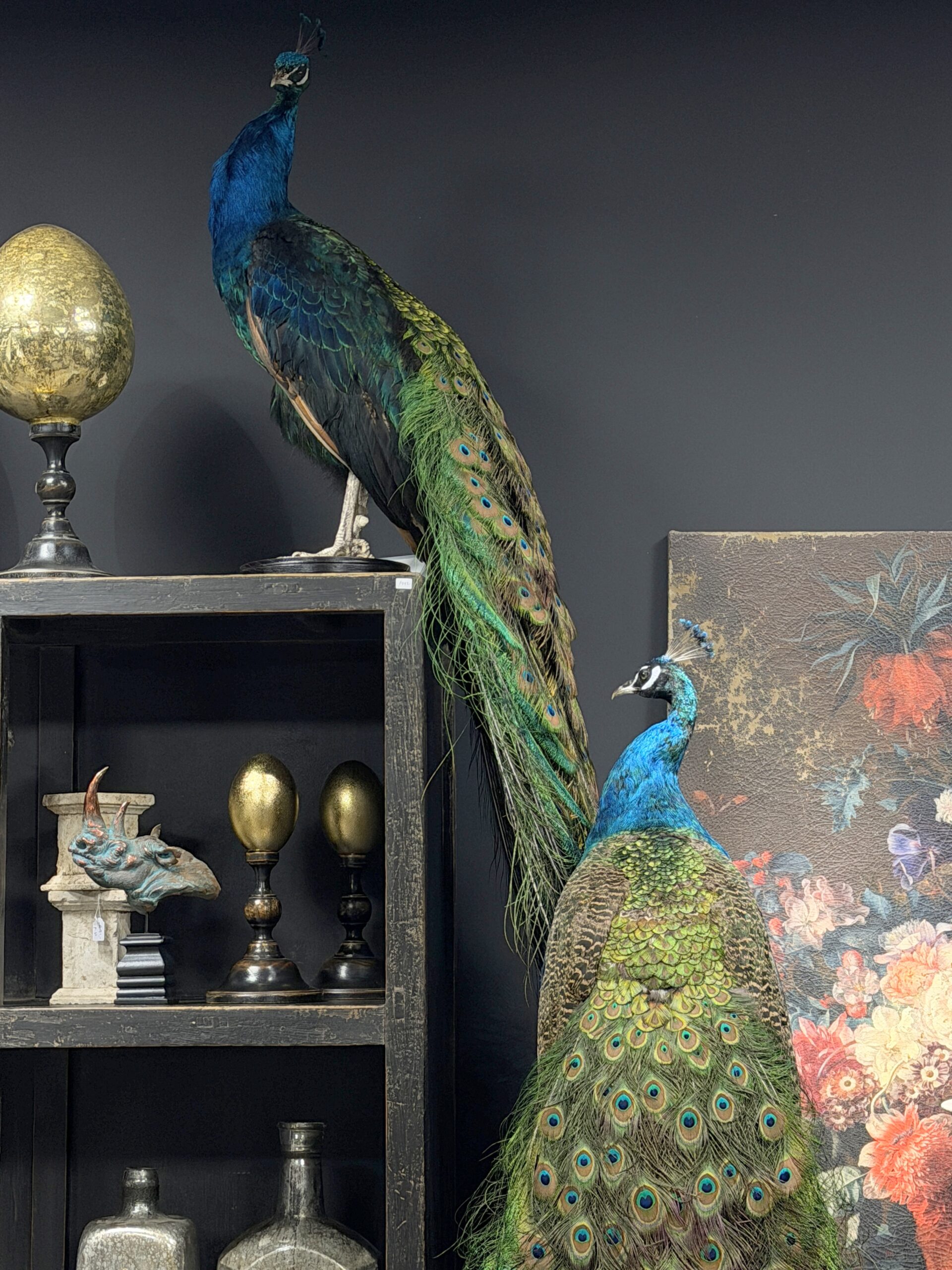 Opgezette pauw Opgezette pauw