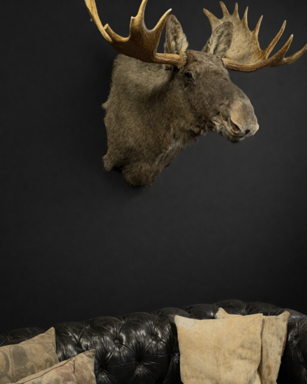 Mounted moose head