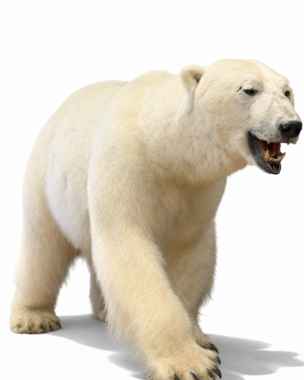 ausgestopfter Eisbär ausgestopfter Eisbär