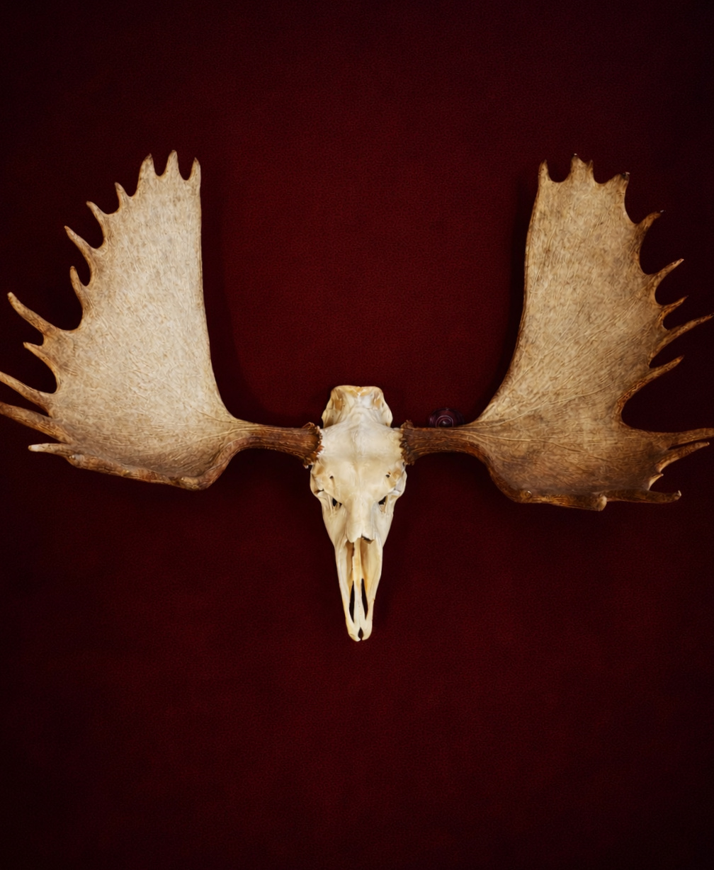 Gewei van een Canadese eland