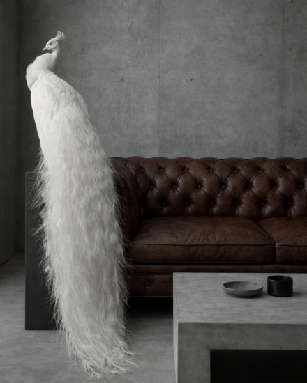 opgezette decoratieve witte pauw opgezette decoratieve witte pauw