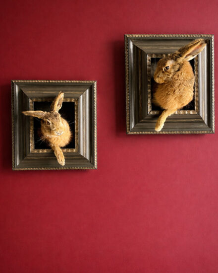 opgezette haas opgezette haas