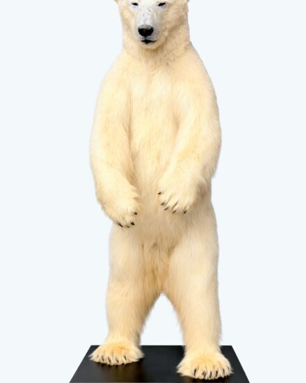 opgezette ijsbeer opgezette ijsbeer