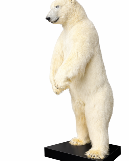 opgezette ijsbeer1 opgezette ijsbeer1