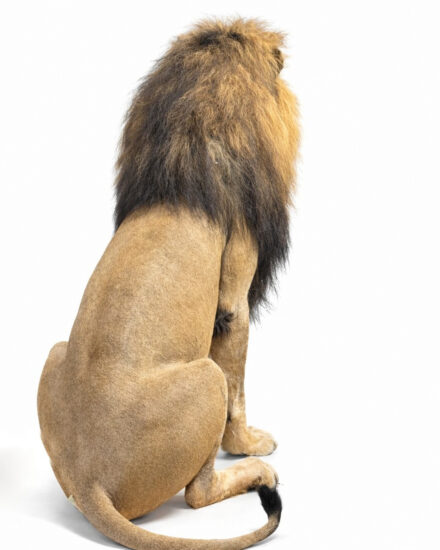 opgezette leeuw achterkant1