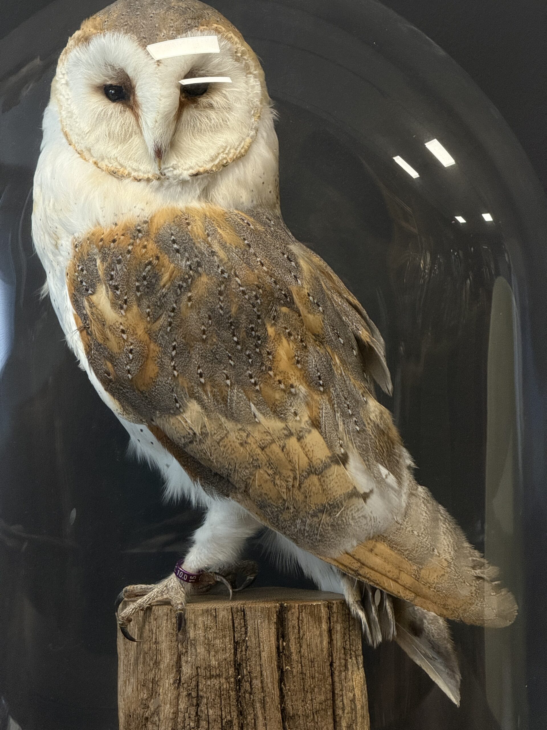 Opgezette kerkuil Opgezette kerkuil