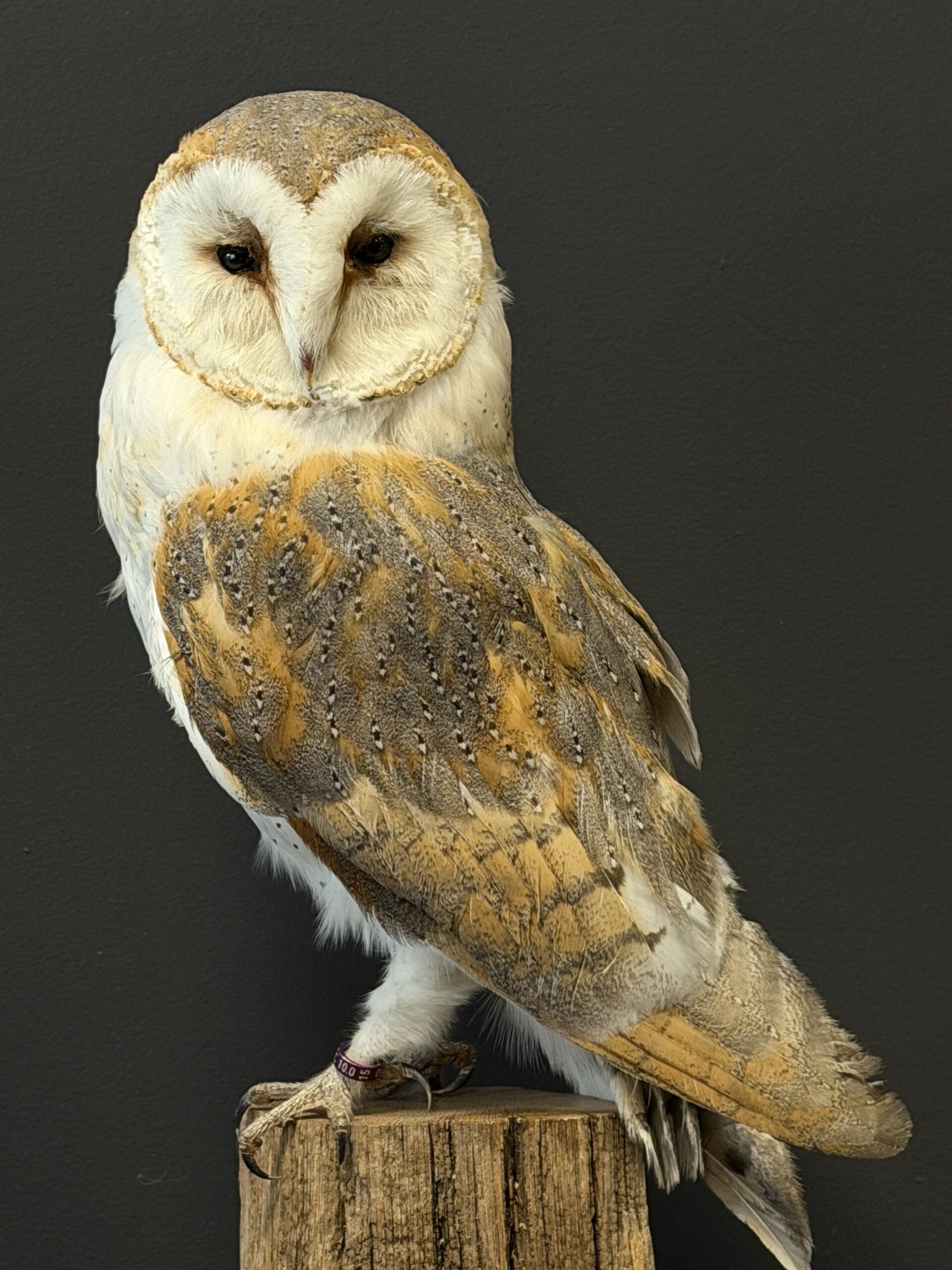 Opgezette kerkuil Opgezette kerkuil