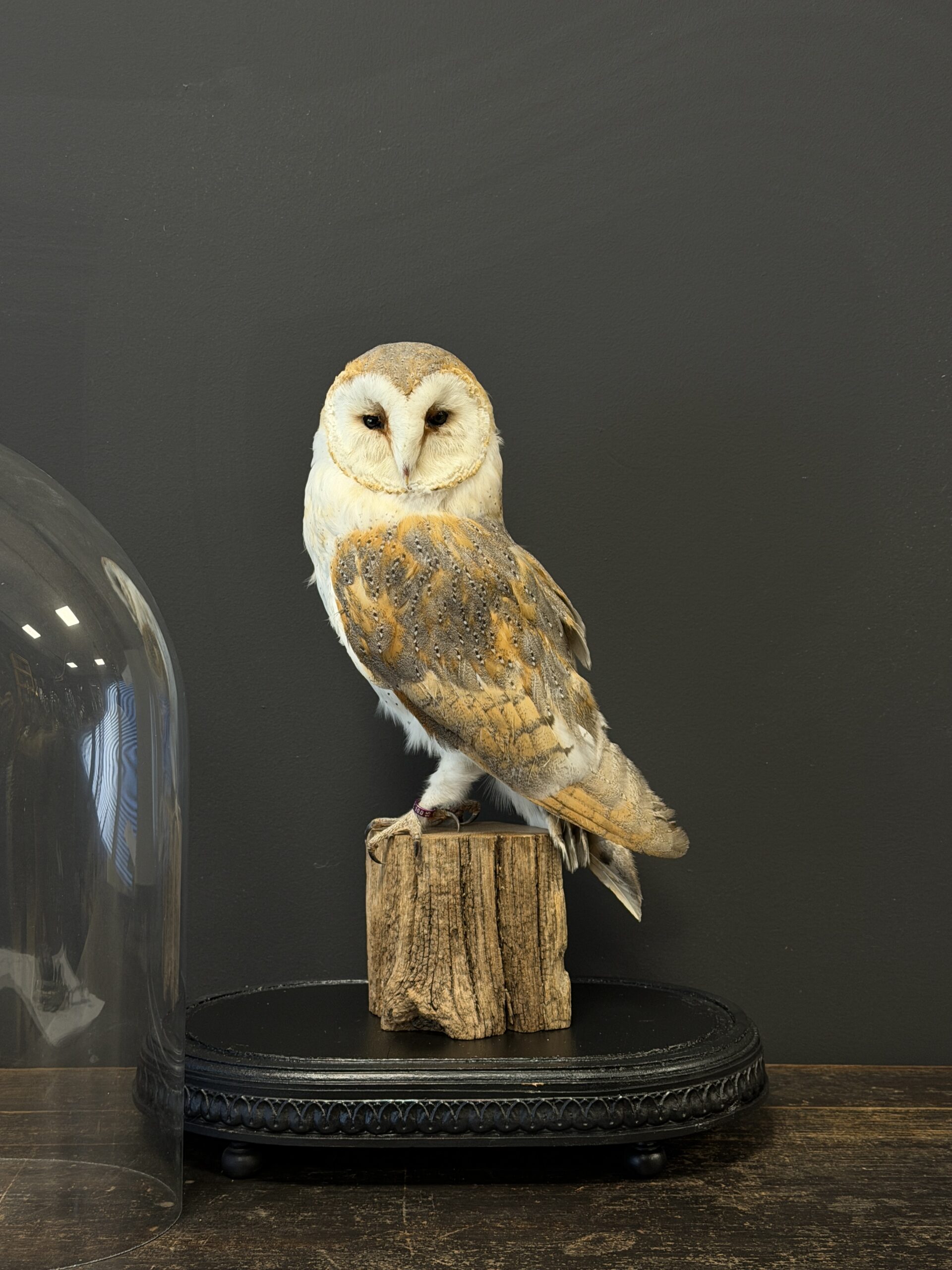 Opgezette kerkuil Opgezette kerkuil