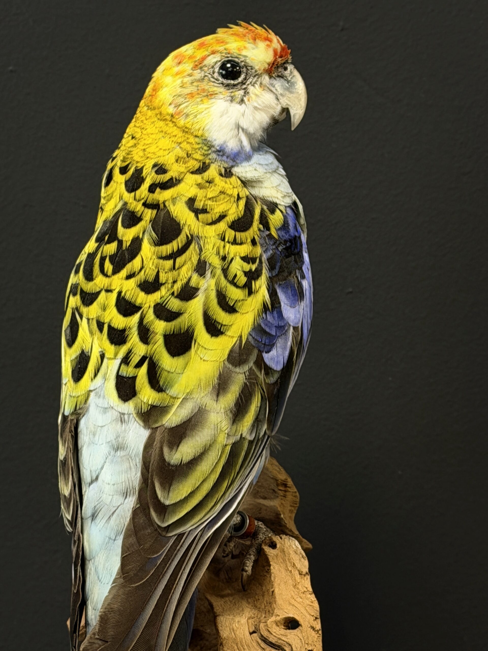 Opgezette parkiet Opgezette parkiet