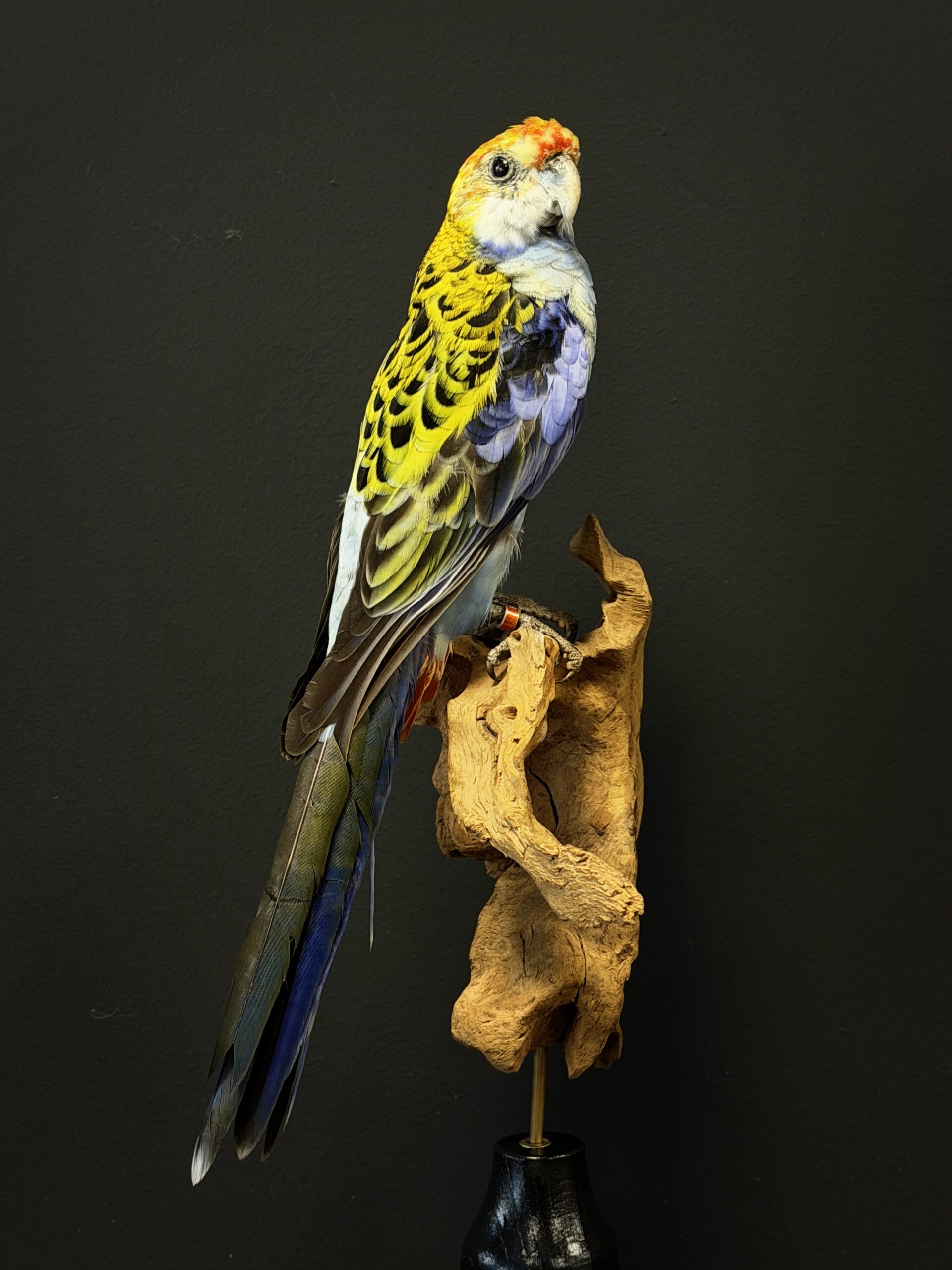 Opgezette parkiet Opgezette parkiet