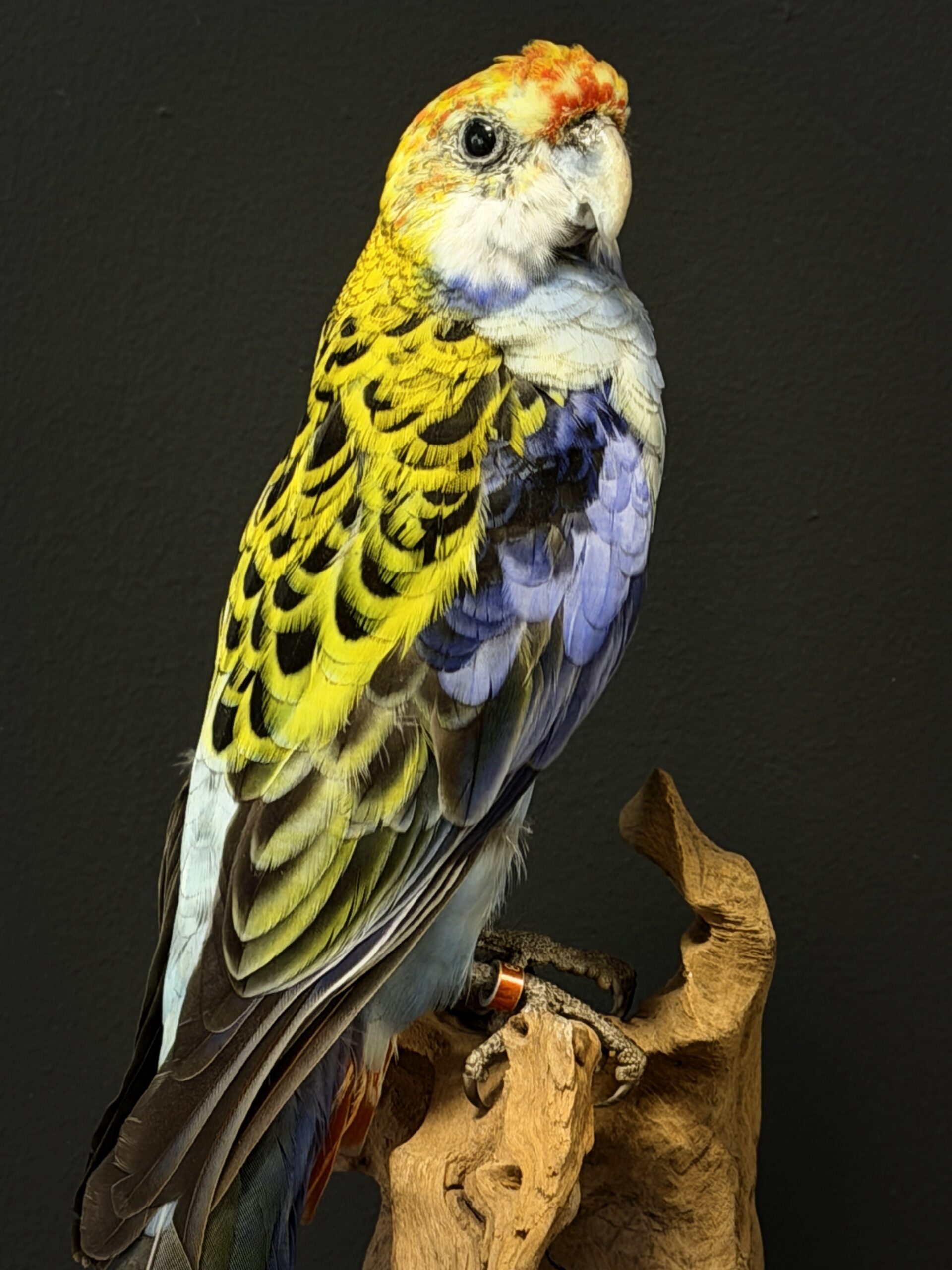 Opgezette parkiet Opgezette parkiet