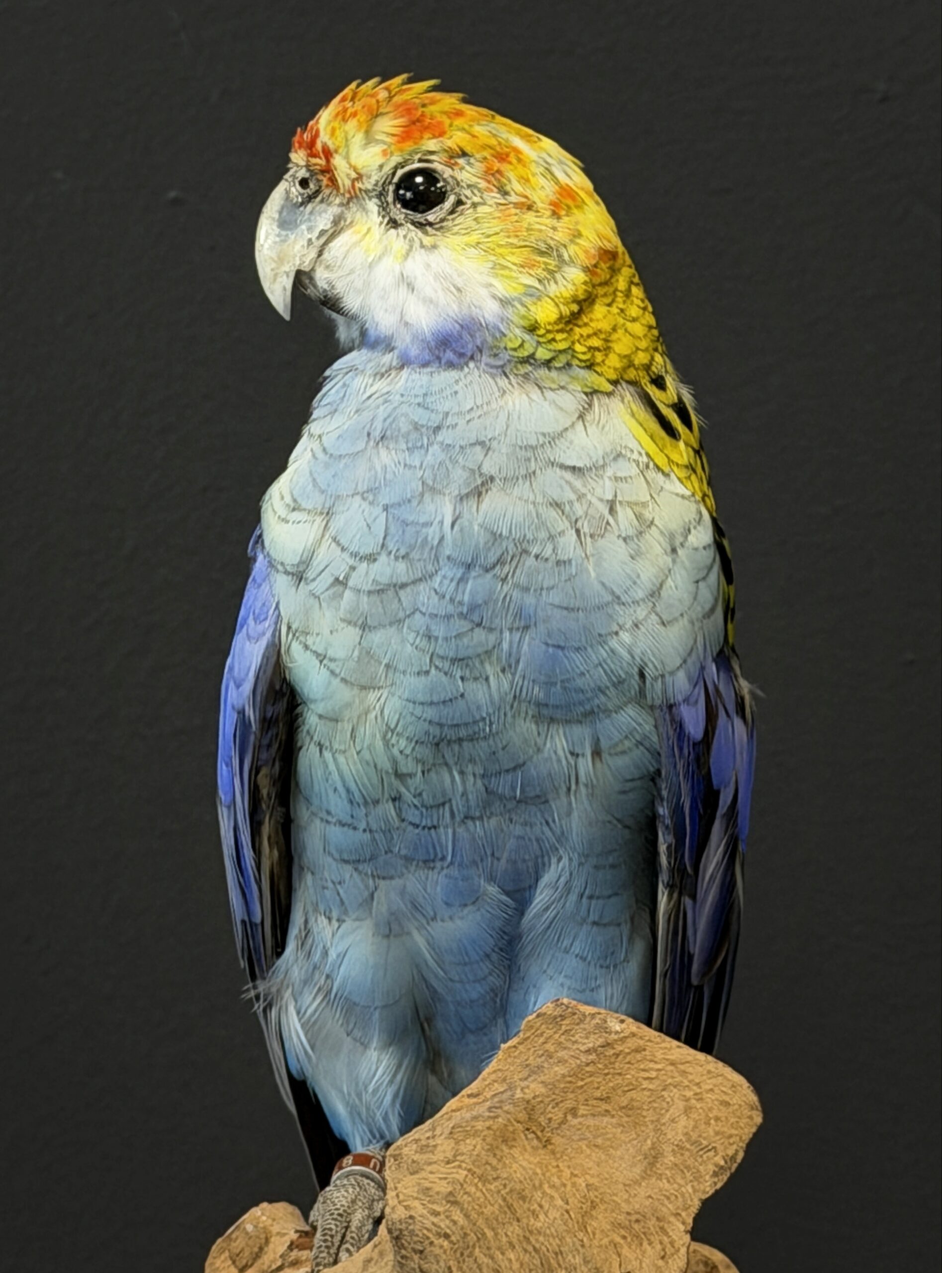 Opgezette parkiet Opgezette parkiet