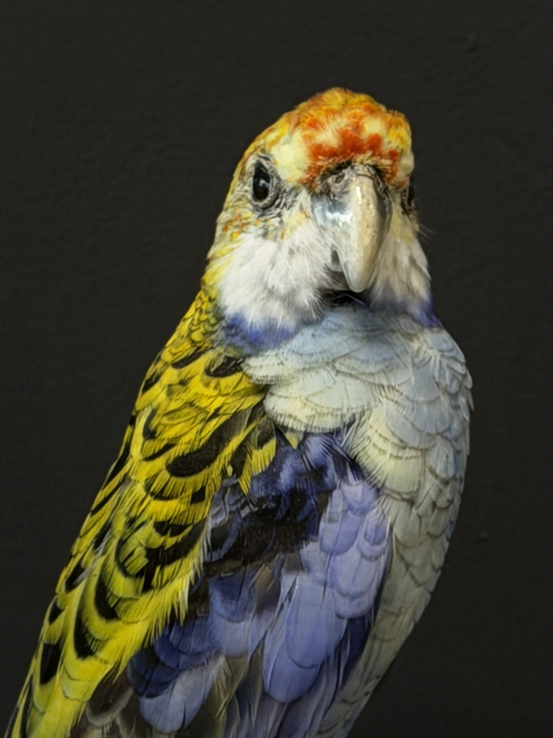 Opgezette parkiet Opgezette parkiet