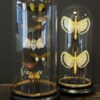 Antieke stolp met insecten Antieke stolp met insecten