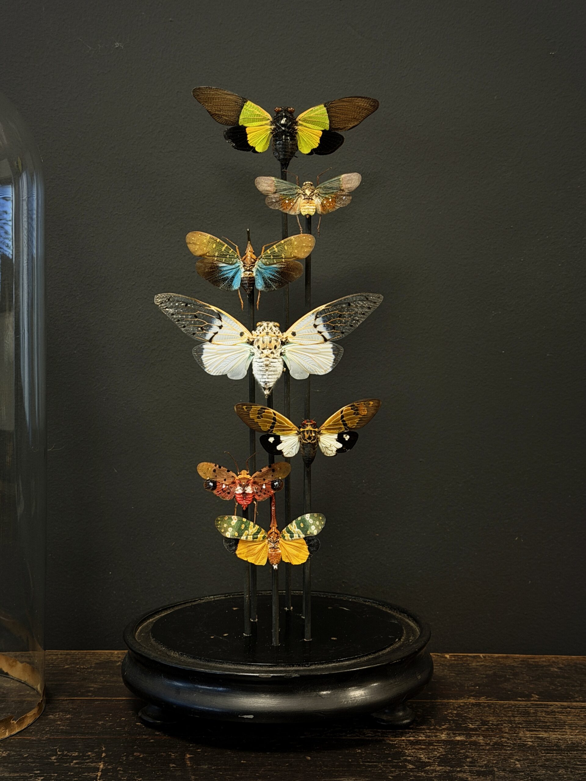 Antieke stolp met insecten Antieke stolp met insecten