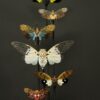 Antieke stolp met insecten Antieke stolp met insecten