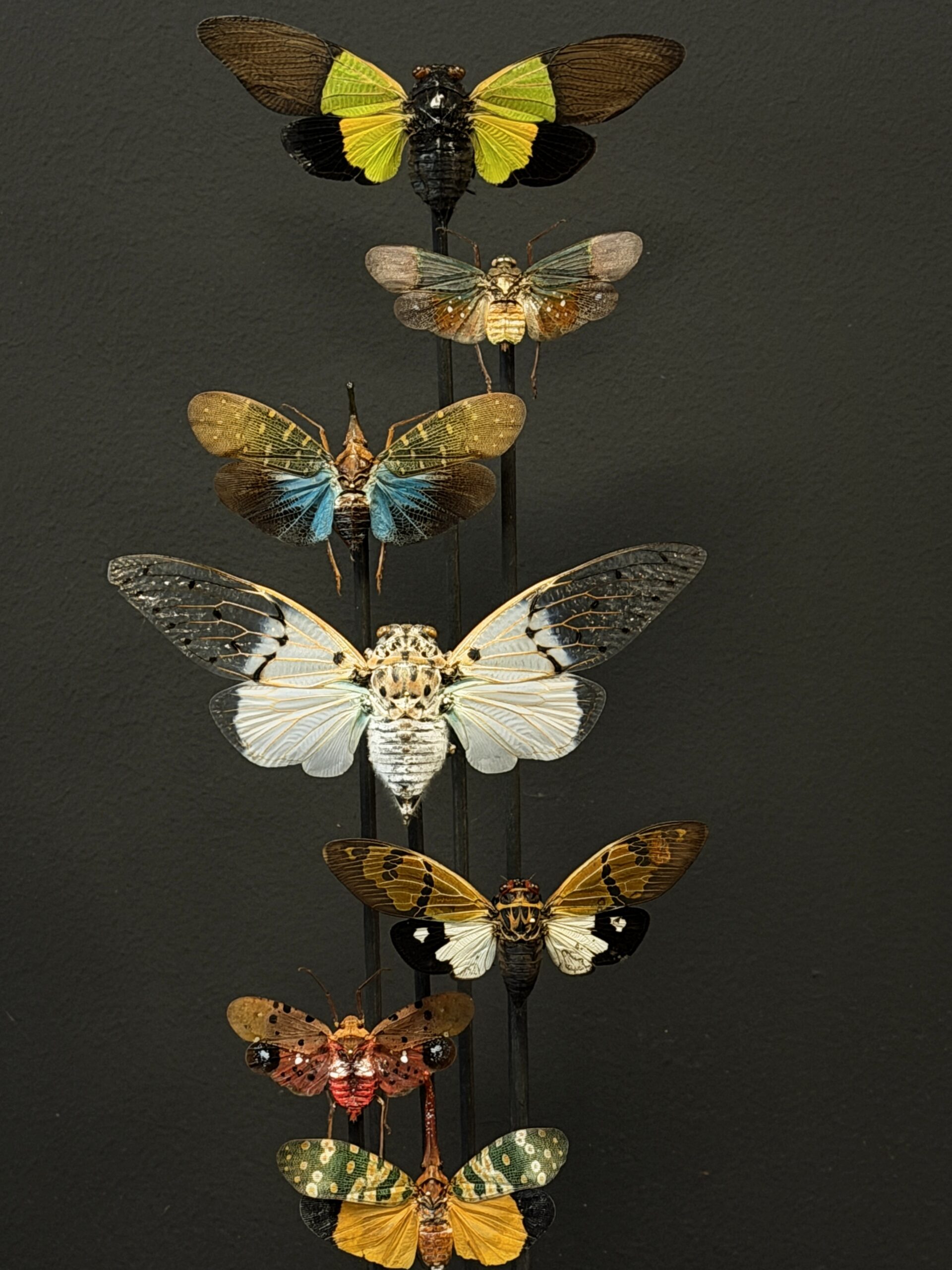 Antieke stolp met insecten Antieke stolp met insecten