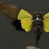 Antieke stolp met insecten Antieke stolp met insecten