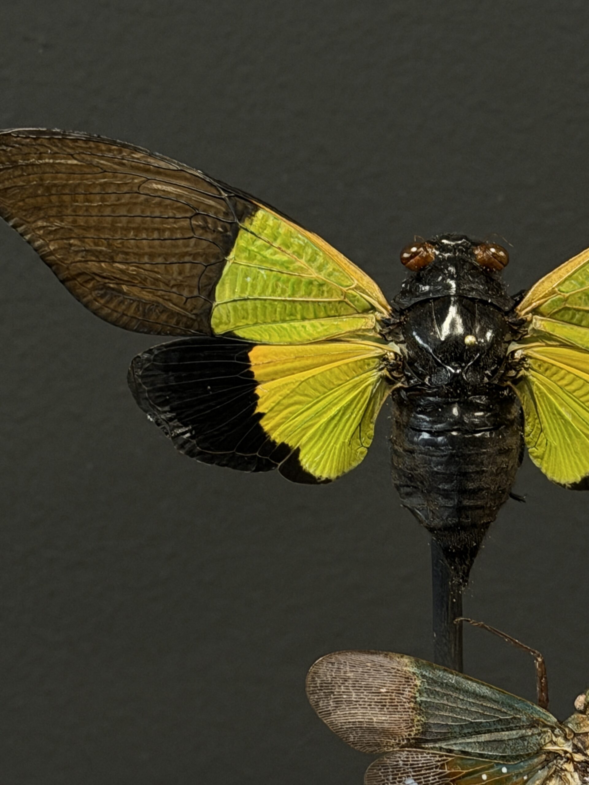 Antieke stolp met insecten Antieke stolp met insecten