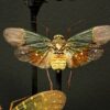 Antieke stolp met insecten Antieke stolp met insecten