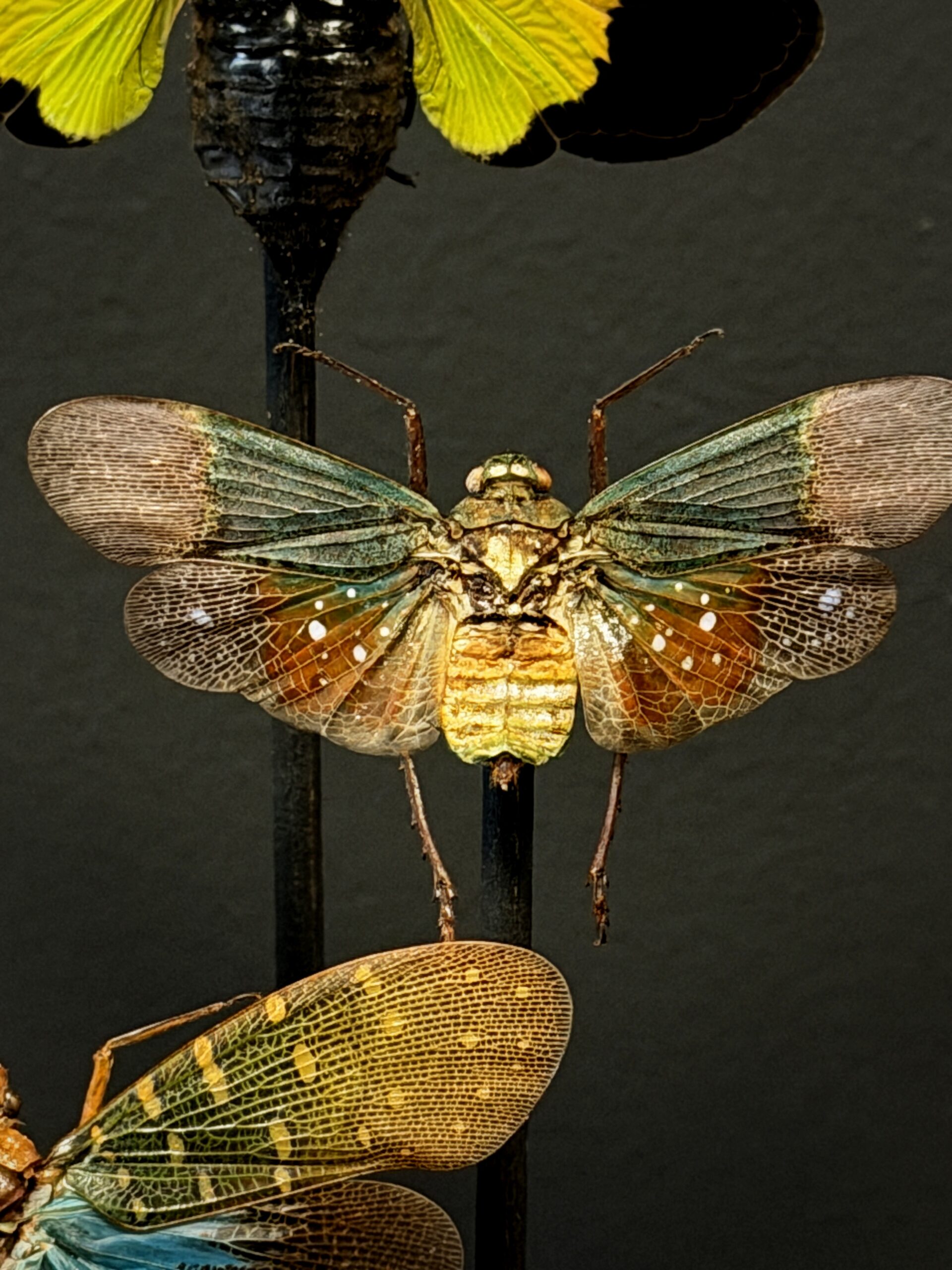 Antieke stolp met insecten Antieke stolp met insecten