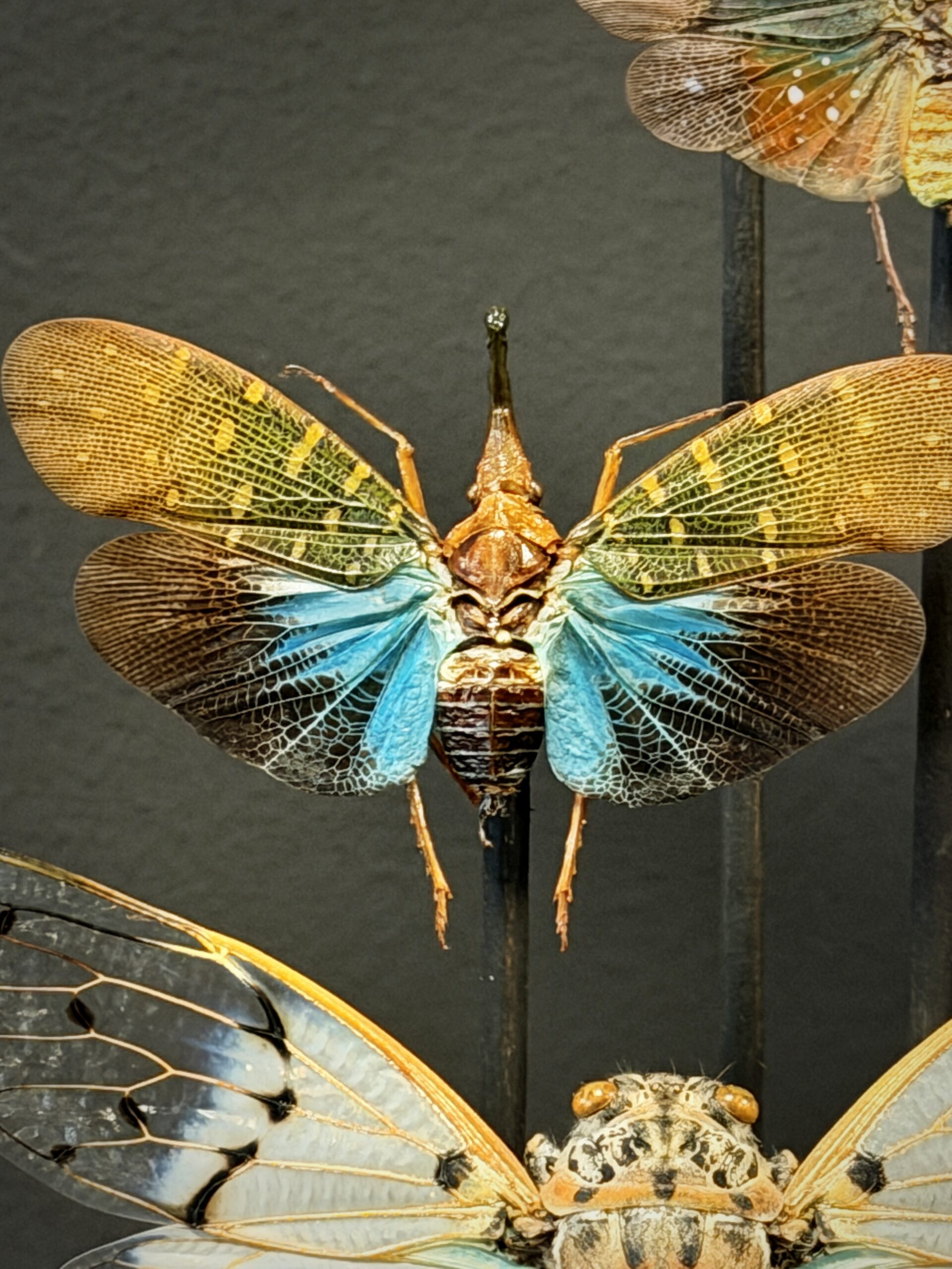 Antieke stolp met insecten Antieke stolp met insecten