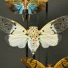 Antieke stolp met insecten Antieke stolp met insecten