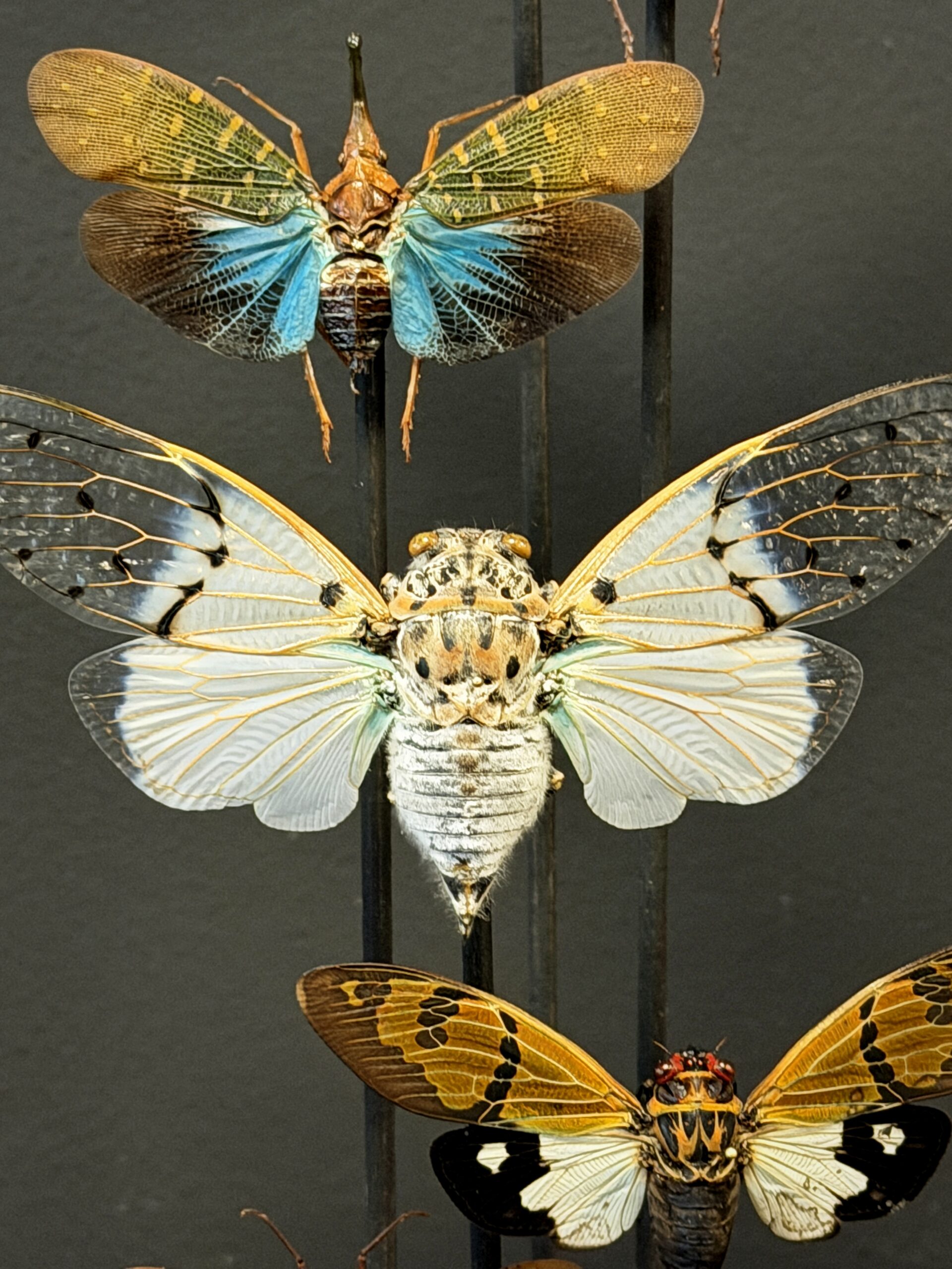 Antieke stolp met insecten Antieke stolp met insecten