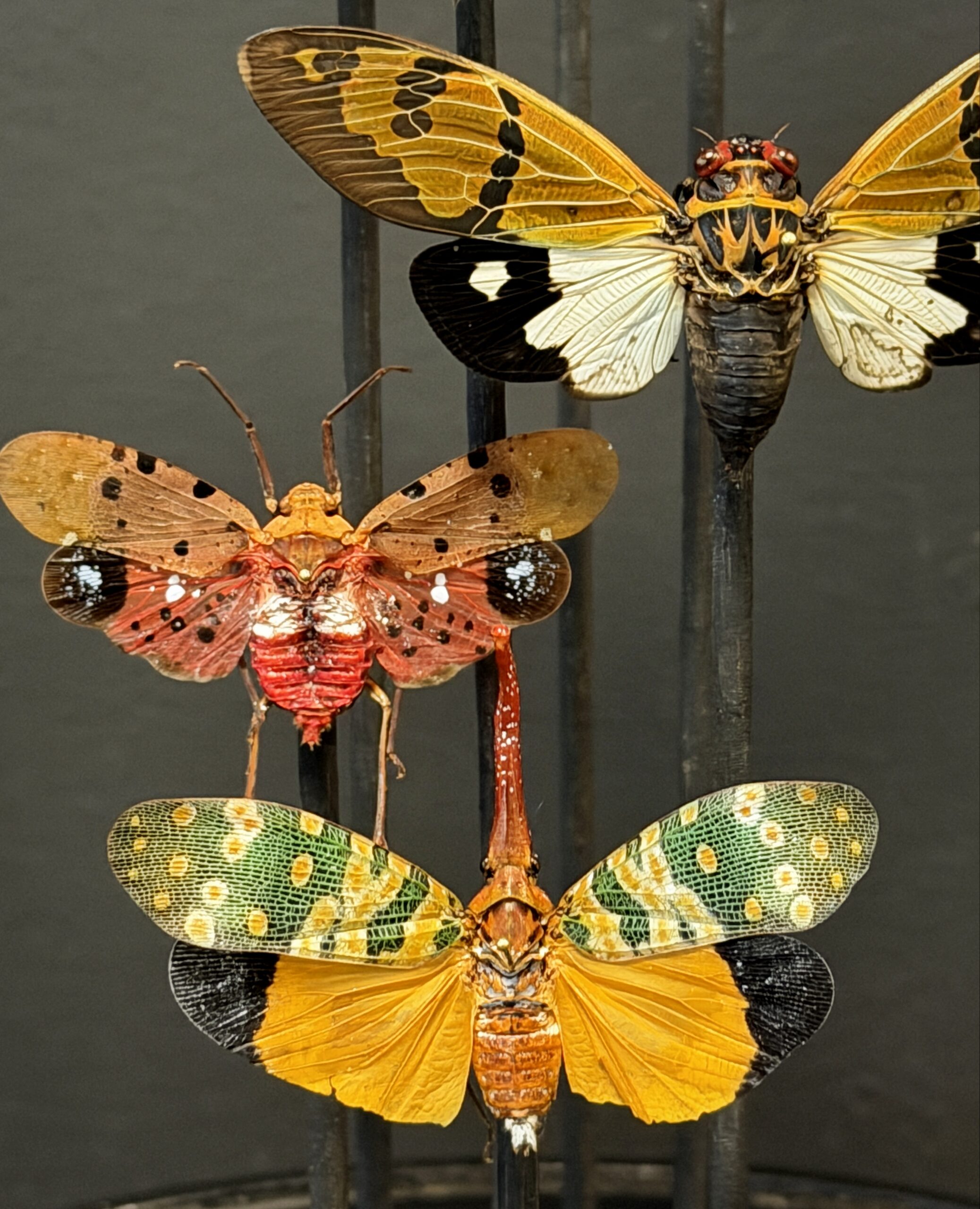 Antieke stolp met insecten Antieke stolp met insecten