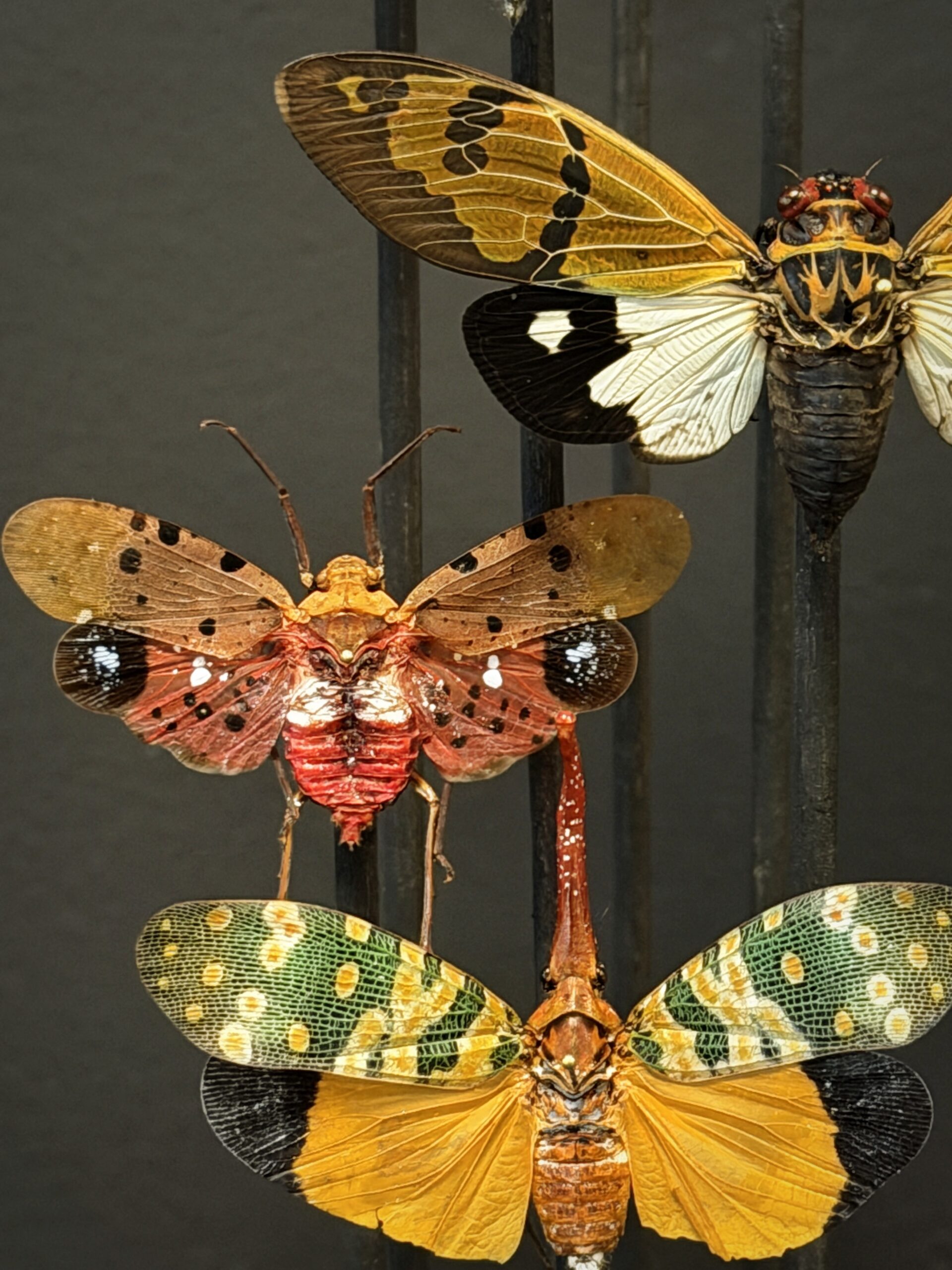 Antieke stolp met insecten Antieke stolp met insecten