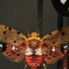 Antieke stolp met insecten Antieke stolp met insecten