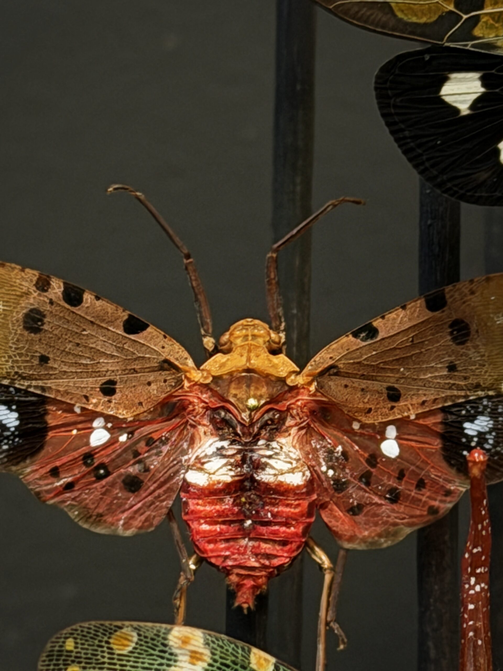 Antieke stolp met insecten Antieke stolp met insecten