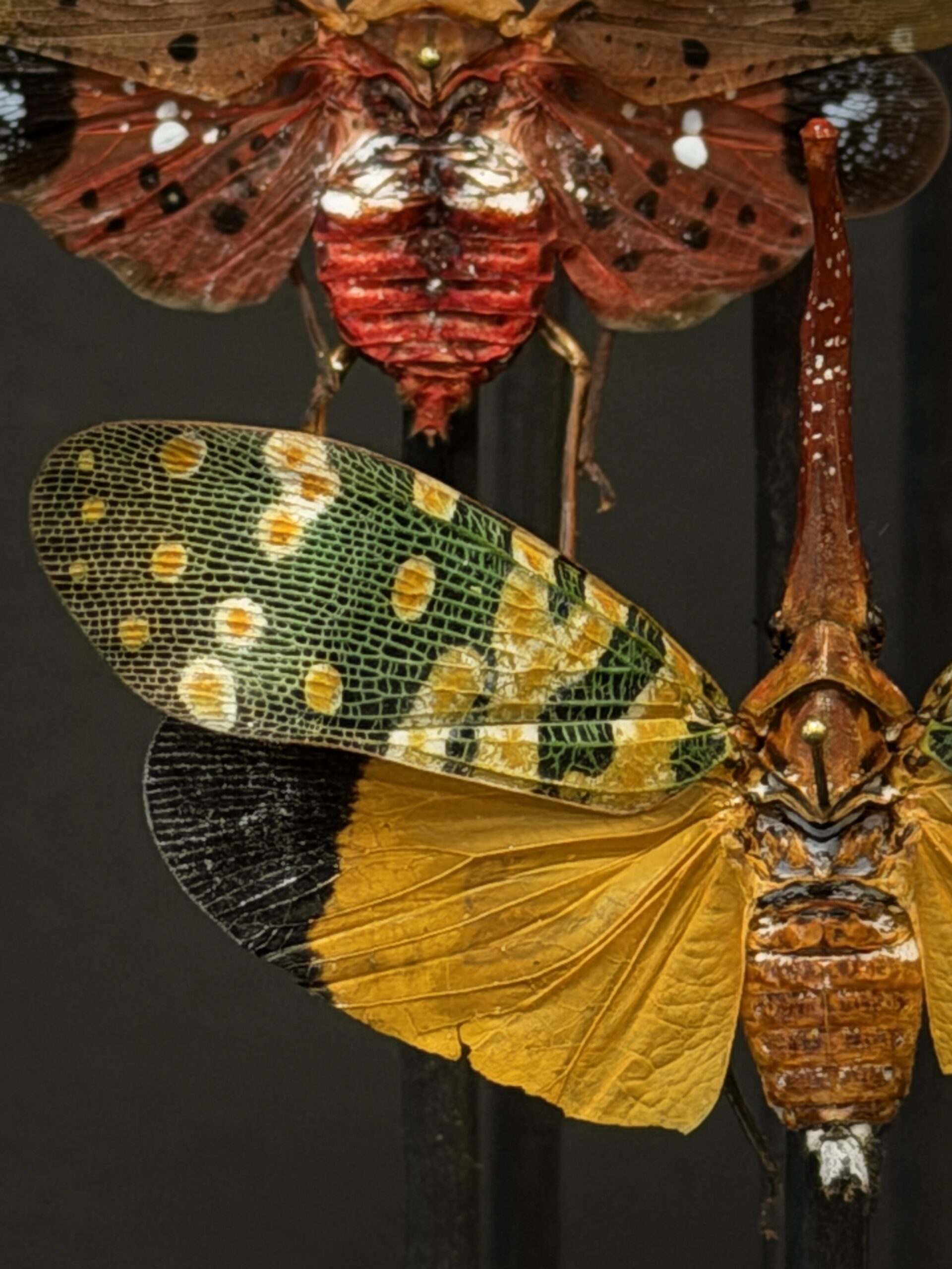 Antieke stolp met insecten Antieke stolp met insecten