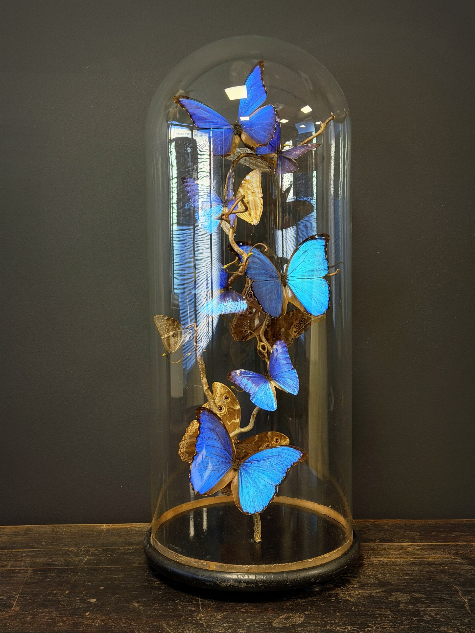 Stolp met blauwe vlinders Stolp met blauwe vlinders