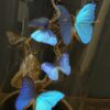 Stolp met blauwe vlinders