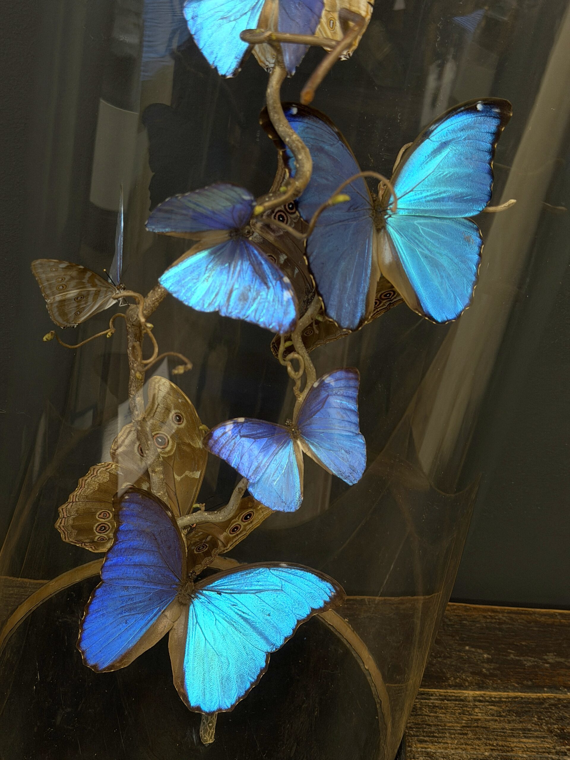 Stolp met blauwe vlinders Stolp met blauwe vlinders