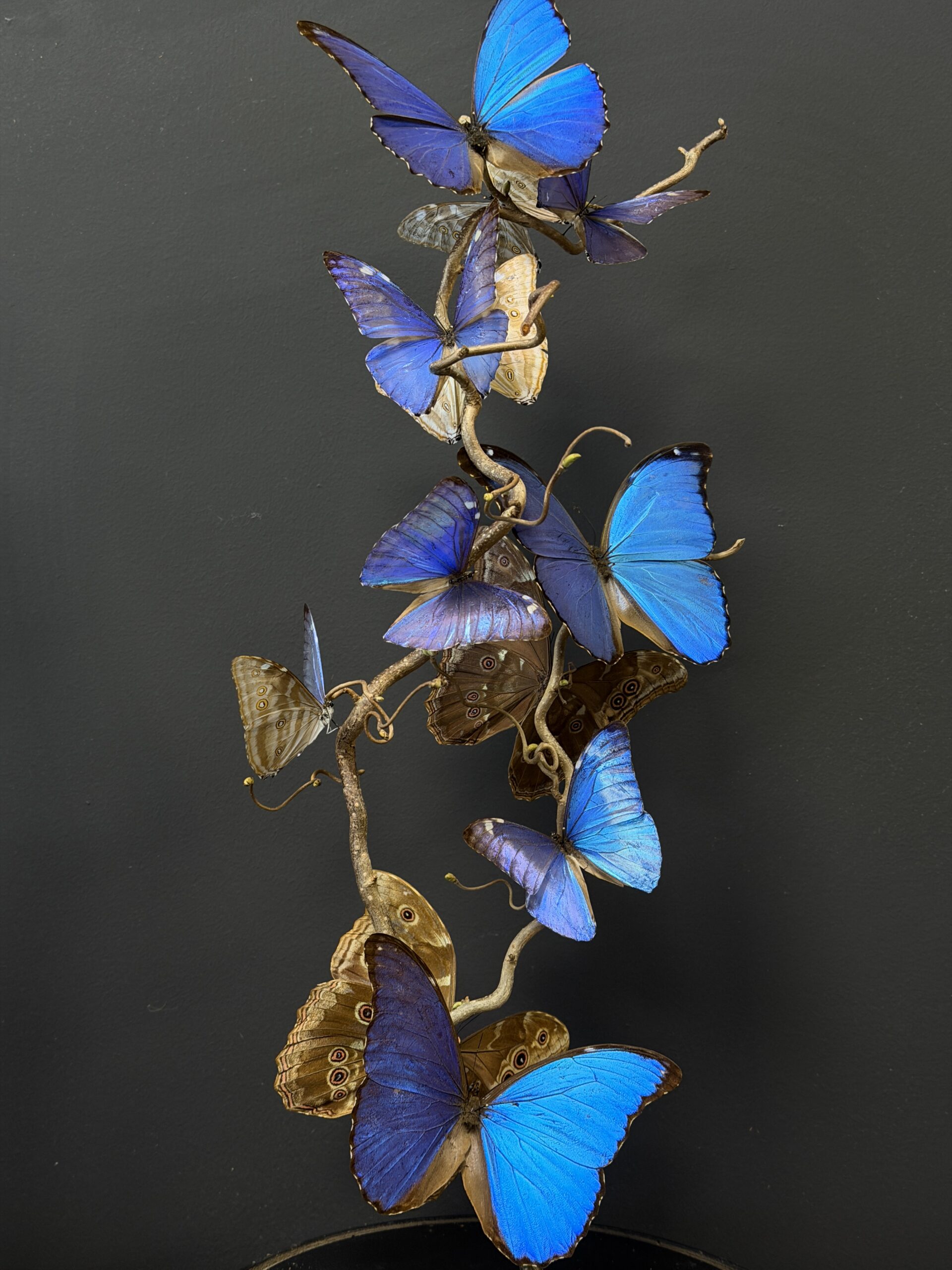 Stolp met blauwe vlinders Stolp met blauwe vlinders