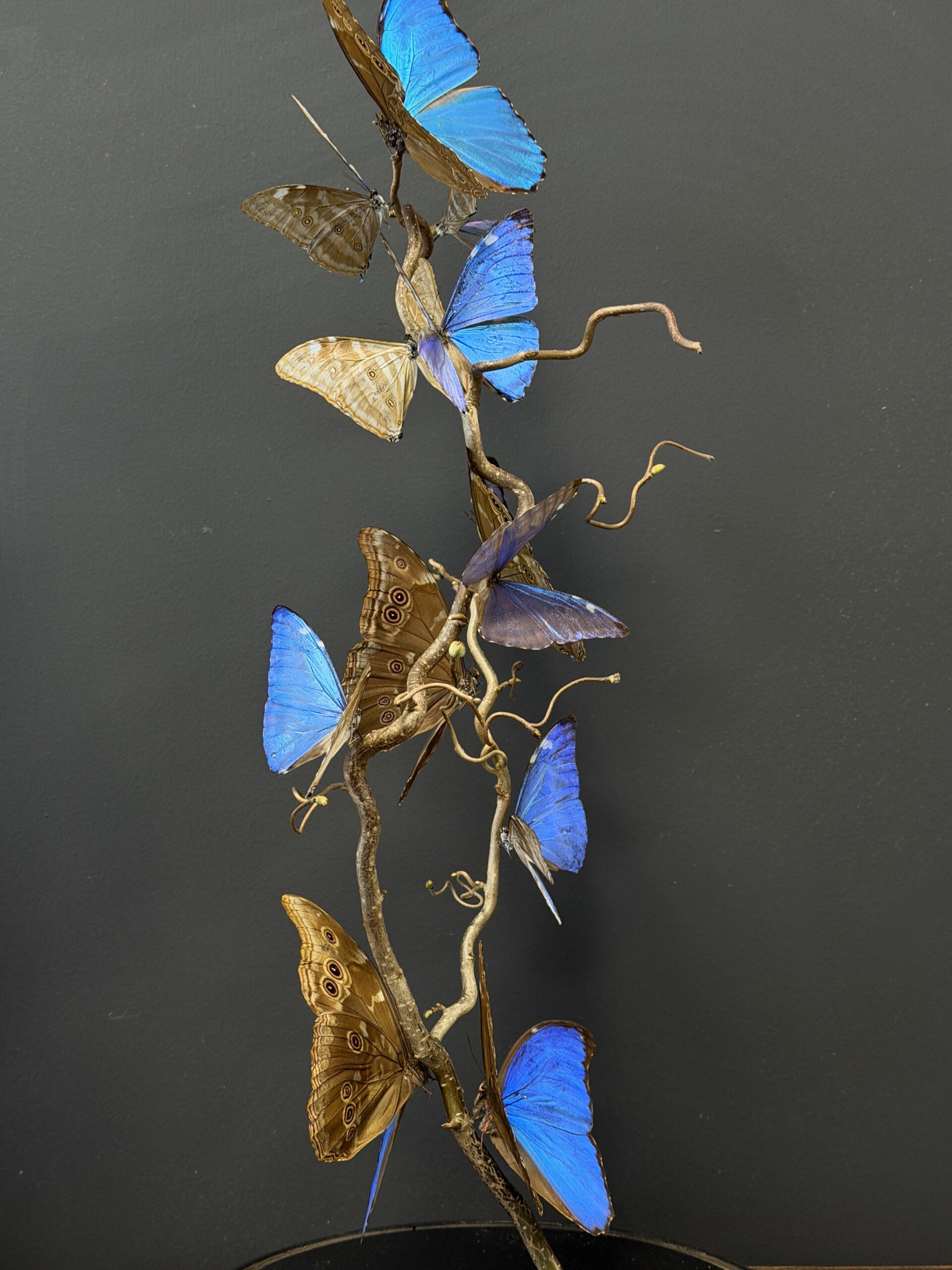 Stolp met blauwe vlinders Stolp met blauwe vlinders