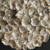 Oester ornament