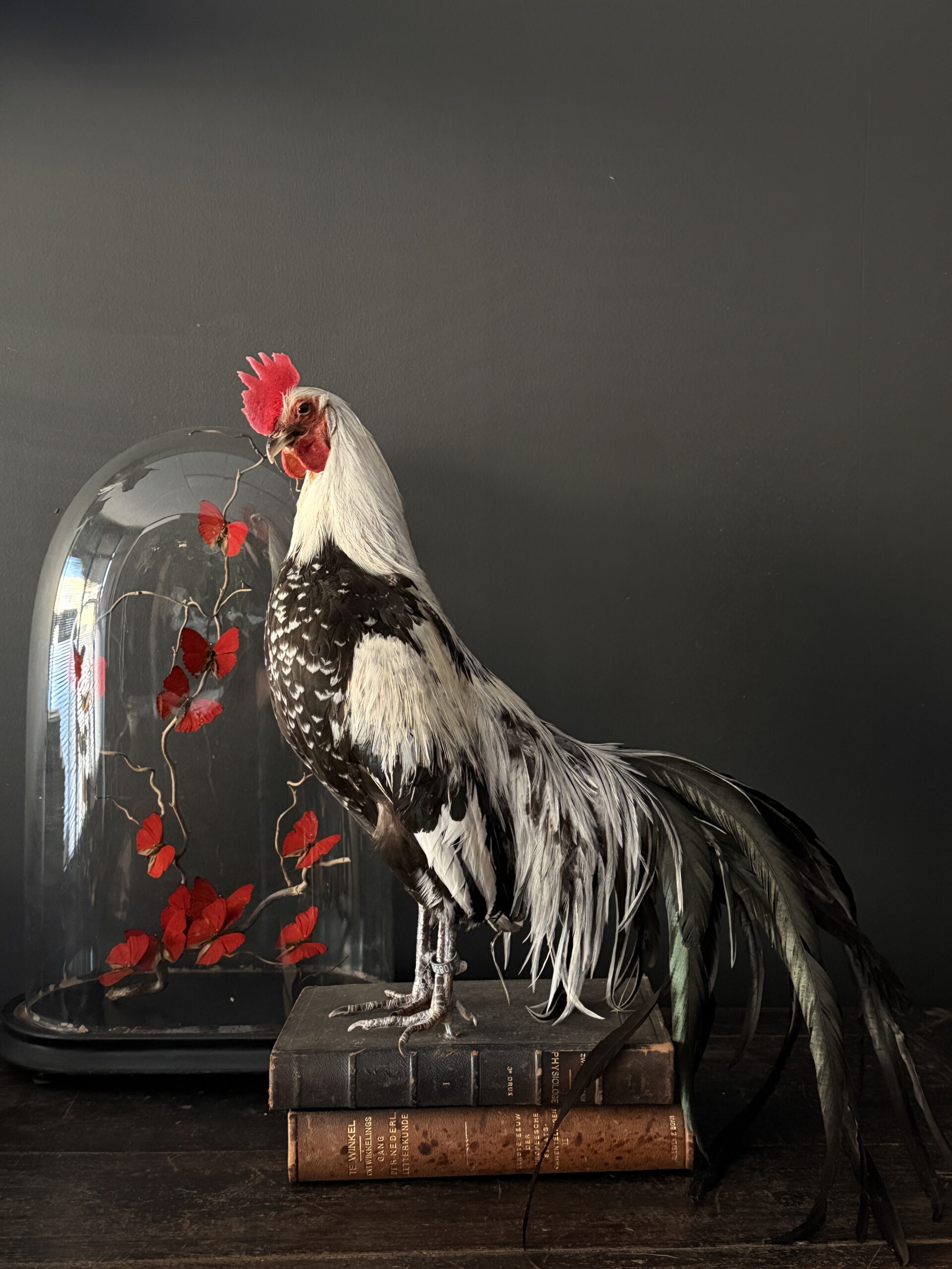 Opgezette haan op antieke boeken