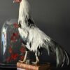 Opgezette haan op antieke boeken Opgezette haan op antieke boeken
