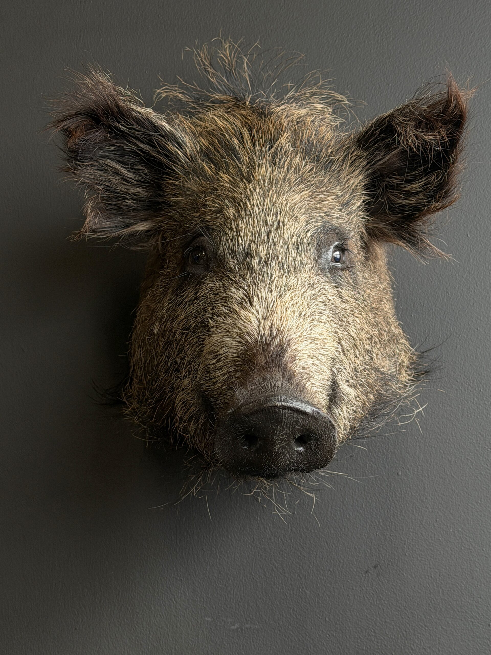 Opgezette zwijnenkop